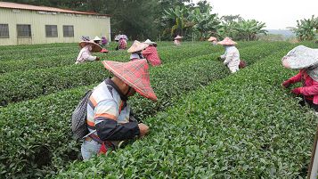 進濃精製茶廠----製茶影片 