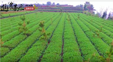 進濃精製茶廠----延正茶區空拍 